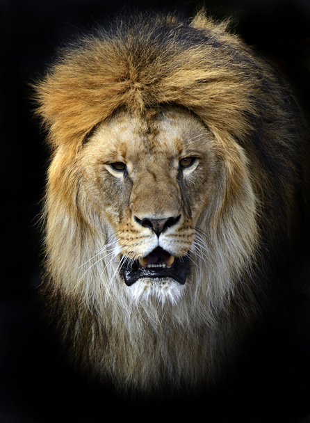 Leijona käärinliinassa
 - Valokuva, kuva