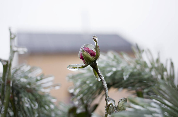 παγωμένο μπουμπούκι τριαντάφυλλου μπορντό σε πάγο. χειμωνιάτικη κρύα μέρα, παγωμένη φύση. Η ομορφιά και η ευθραυστότητα ενός λουλουδιού - Φωτογραφία, εικόνα