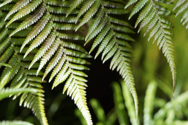 Background with fresh green fern leaves. - Фото, изображение