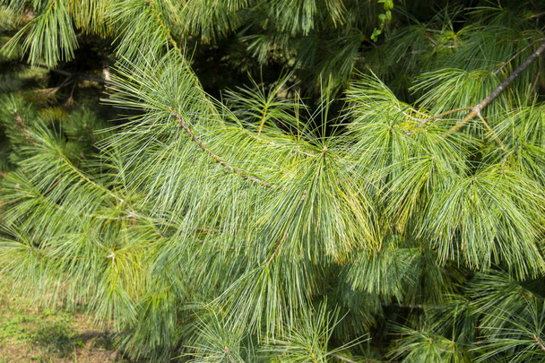 Pinus patula. beautiful branches of Mexican weeping pine. evergreen tree - Photo, Image