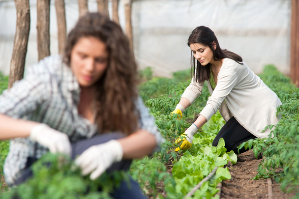 δύο γυναίκες εργαζόμενοι στη φυτεία καλλιεργειών - Φωτογραφία, εικόνα