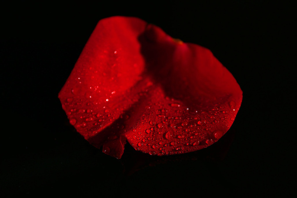 Beautiful rose petal on dark background - Foto, imagen
