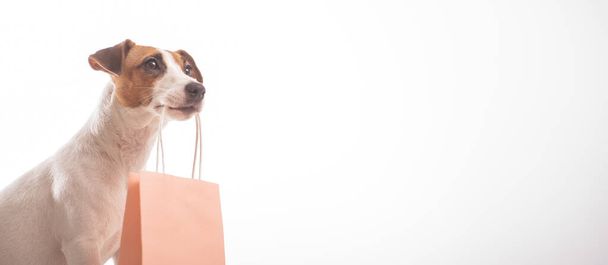 Portrait of dog jack russell terrier holding a pink paper bag in his mouth on a white background. Copy space. Widescreen - Фото, изображение