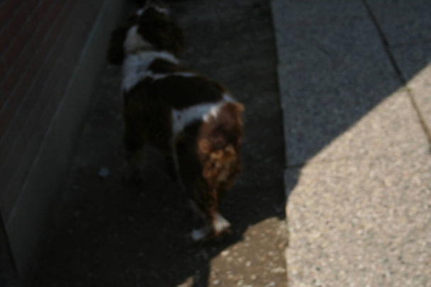 ブラウンとホワイトのシュプリンガー・スパニエルの子犬の犬。高品質の写真 - 写真・画像