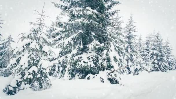 Прекрасний пухнастий сніг на гілках дерев. Сніг красиво падає з ялинових гілок. Зимова казка, дерева в неволі. Снігові зимові кадри відео
 - Кадри, відео