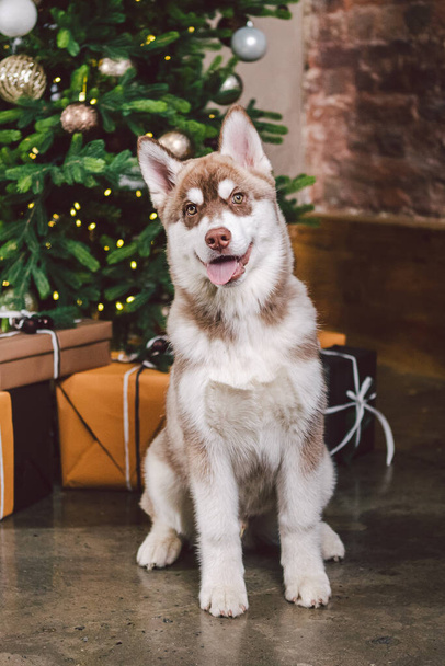 Siberian husky on Christmas eve concept. Adorable doggy, sit on floor over pine tree with stacks presents. Festive background. Dog theme and New Year and Christmas holidays. Dog wolf cute puppy husky. - Photo, Image