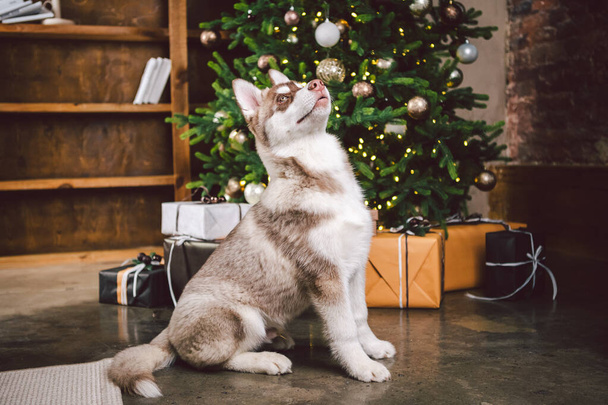 Siberian husky on Christmas eve concept. Adorable doggy, sit on floor over pine tree with stacks presents. Festive background. Dog theme and New Year and Christmas holidays. Dog wolf cute puppy husky. - Foto, afbeelding