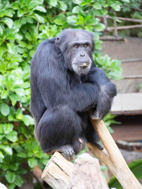 Adult chimpanzee sitting on the trunk - Photo, Image