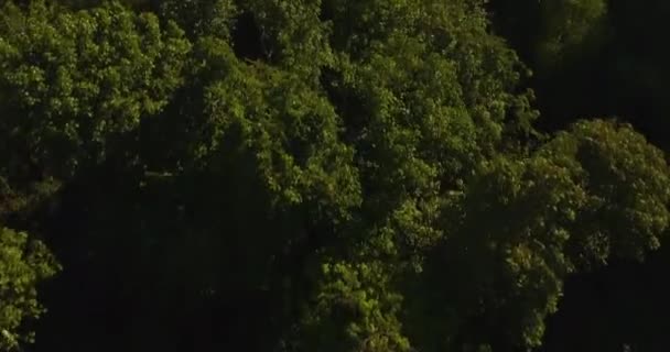 Amazonia Dzsungel Aerial View, Flying Over Sűrű esőerdő, Brazília - Felvétel, videó