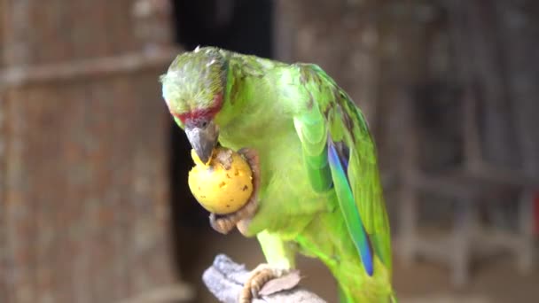 Zblízka barevný papoušek amazonský s červenou půjčkou. Exotický přátelský ptačí jíst ovoce - Záběry, video