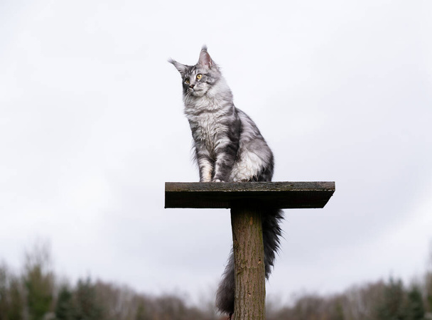 argent tabby maine coon chat sur bricolage gratter arbre à l'extérieur - Photo, image