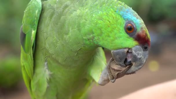 Amazon Red Lored Parrot Close Up. Exótico colorido amistoso pájaro comiendo semillas - Metraje, vídeo