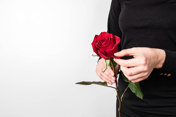 Rode roos in een vrouwenhanden. Symboliseert liefde en passie. Witte achtergrond - Foto, afbeelding