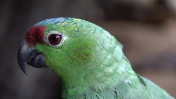 Red-Lored Amazon Parrot Close Up. Exotic Bird Natural Habitat in Amazonia Brazil - Footage, Video