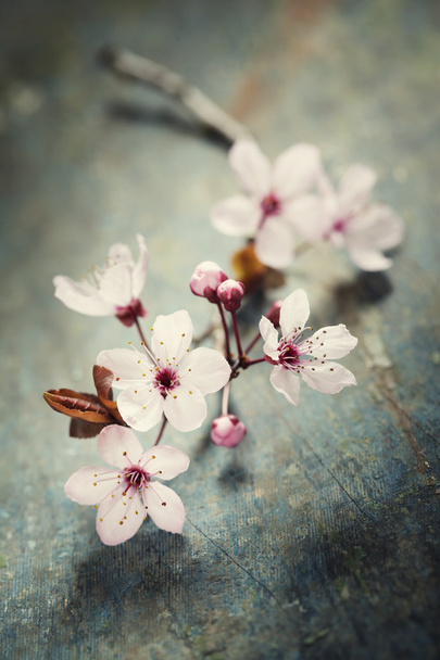 Spring Cherry blossoms - Foto, Imagen