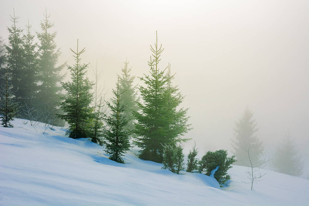 trees in morning mist on a snow covered hill. beautiful winter landscape on a sunny weather - Фото, изображение