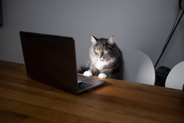 cat working looking at laptop screen - Foto, afbeelding