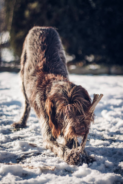 Detail on the frantic biting and savoring of the new found wood for the pleasure of Bohemian Wire-haired Pointing Griffon. Barbu tcheque revels in the snow and bites at his wood. - Photo, Image