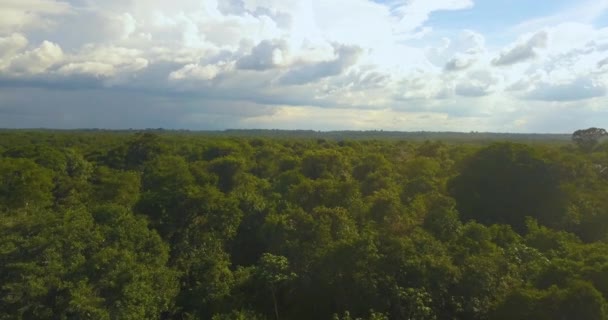 Tüdő a világ, sűrű Amazon Dzsungel Drone Aerial View. Brazíliai vidék - Felvétel, videó