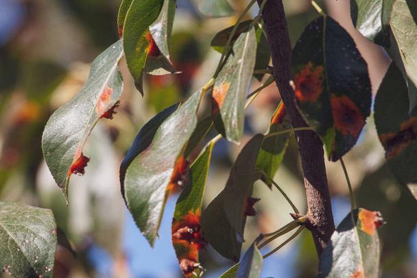 Грушевые листья с заражением грушей ржавчиной - Фото, изображение