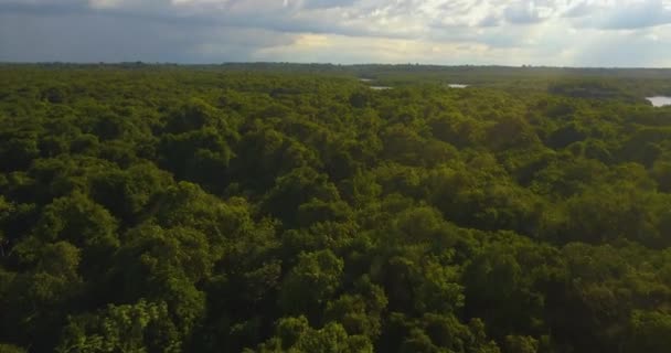 Drone Aerial View van dichte Jungle tussen Rio Negro en Amazon River, Brazilië - Video