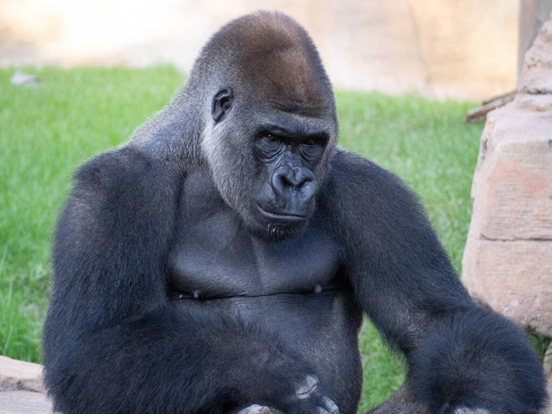 Gorila das planícies ocidentais sentado na rocha - Foto, Imagem