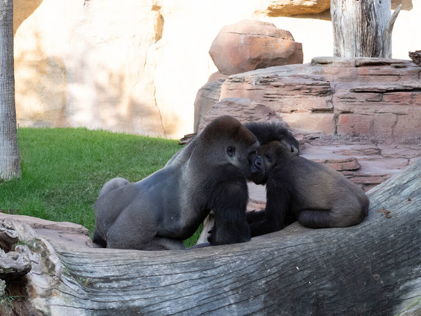 Läntinen alanko gorilla pari istuu kivellä - Valokuva, kuva