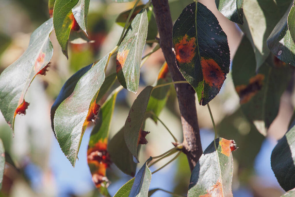 Pear leaves with pear rust infestation - Photo, Image