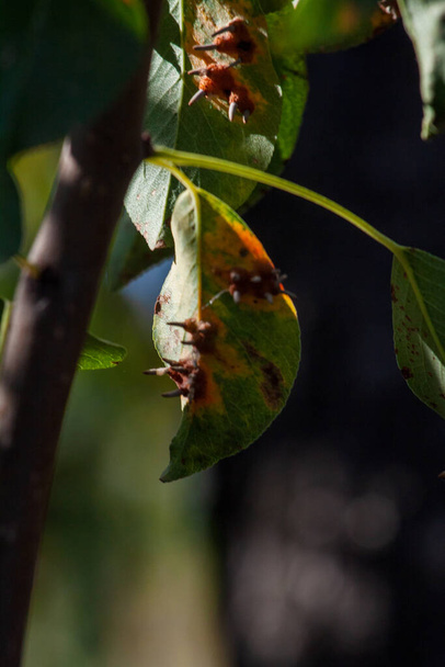 Hojas de pera con infestación por óxido de pera - Foto, Imagen