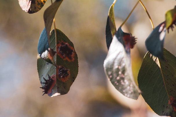 Hojas de pera con infestación por óxido de pera - Foto, imagen