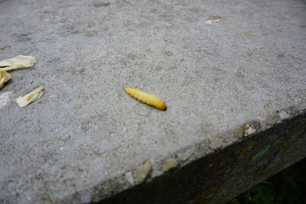 gusano de la miel utilizado como cebo para la pesca. Foto de alta calidad - Foto, Imagen