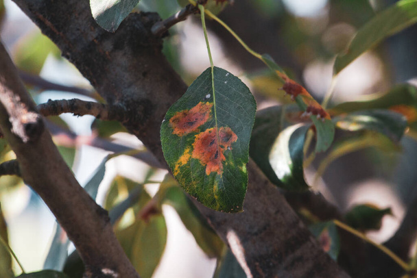 Hojas de pera con infestación por óxido de pera - Foto, imagen