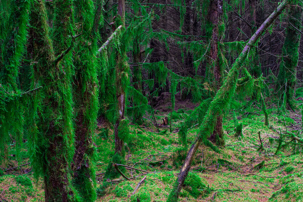 Rama arbórea en el bosque cubierta por moos, Reino Unido - Foto, Imagen