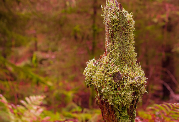 Rama arbórea en el bosque cubierta por moos, Reino Unido - Foto, imagen