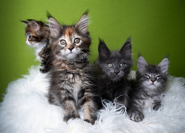 Gruppe unterschiedlich gefärbter Maine Coon Kätzchen - Foto, Bild