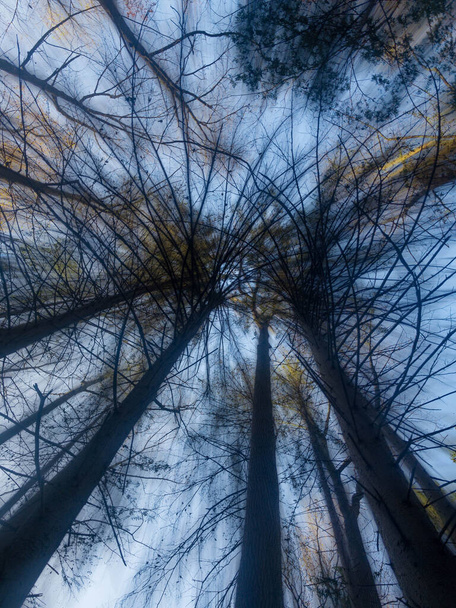 Árvores escuras assustadoras abstratas com ramos estranhos - Foto, Imagem
