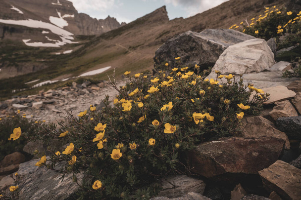 Sárga virágok nőnek ki a sziklák előtt Piegan Pass Trail nyáron - Fotó, kép