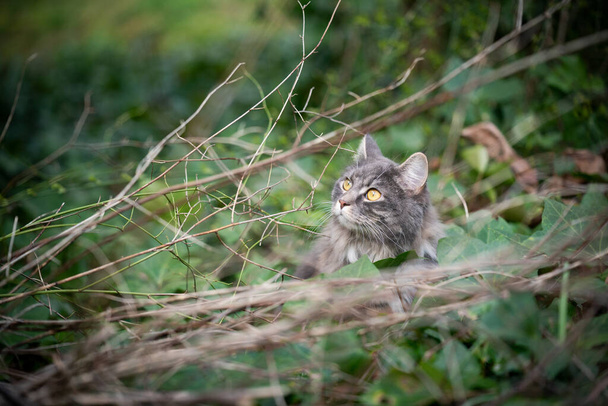 περίεργη γάτα ανάμεσα σε θάμνους και πράσινο φύλλωμα κοιτάζοντας πάνω - Φωτογραφία, εικόνα