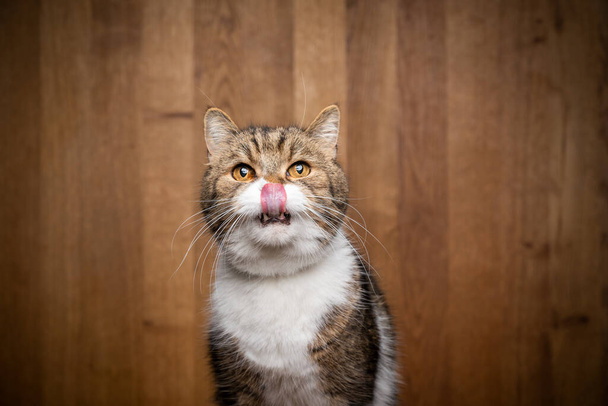 Βρετανίδα κοντή γάτα γλείφει χείλη σε ξύλινο φόντο - Φωτογραφία, εικόνα