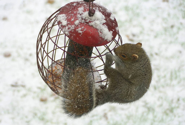 A squirrel trying to steal seeds from a metal bird feeder in the winter - Photo, Image