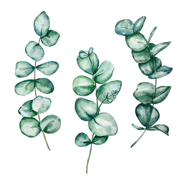 Set of different watercolor eucalyptus round leaves and branches. Hand painted baby eucalyptus and silver dollar items. Floral illustration isolated on white background. For design, textile and background. - Photo, Image