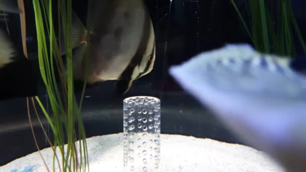 水族館の黒い縞模様の魚 - 映像、動画