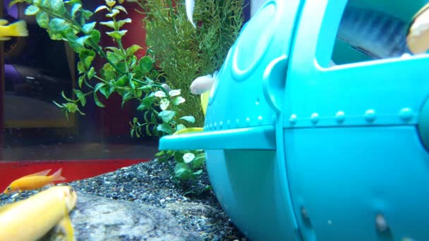Aranyos akvárium gyerekjátékokkal. Halak játszanak a vízben - Felvétel, videó