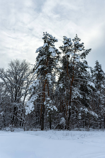 Заснеженные деревья в лесу. Зимний природный фон. Дерево согнулось под тяжестью сугробов. Прогулка в зимнем парке. Облачно-серый холодный день. Высокие сосны. Снег падает. - Фото, изображение