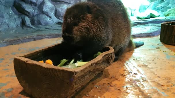 Aranyos alak eszik egy nagy, lusta hód etetés - Felvétel, videó
