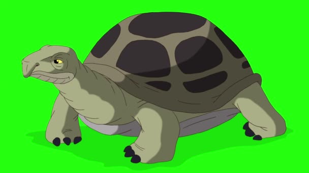 Velká zelená želva se rozhlédne. Ručně vytvořené animované smyčkové záběry izolované na zelené obrazovce - Záběry, video