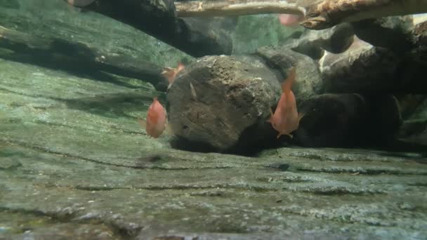 Pesciolino arancione che riposa vicino a un tronco in acqua limpida - Filmati, video