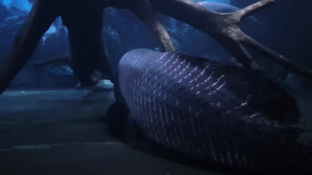 Dormir Piraruku pescado de vuelta y un tiburón cerca - Imágenes, Vídeo