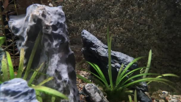 Piccoli pesci tra rocce e piante acquatiche in acque limpide - Filmati, video