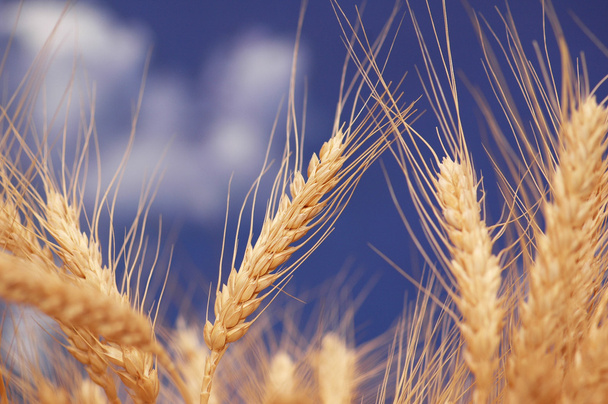 uši pšenice proti modré oblohy jasno - Fotografie, Obrázek